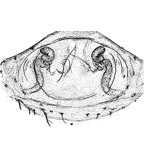 species