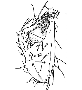 species