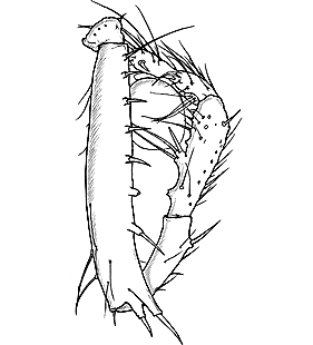 species