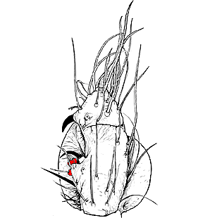 species