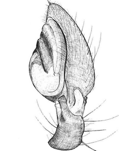 species