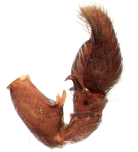 species