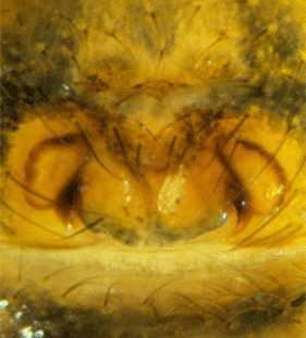 species