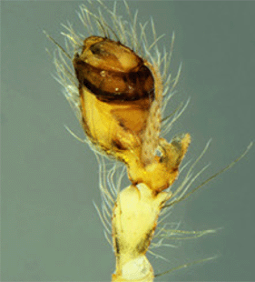 species