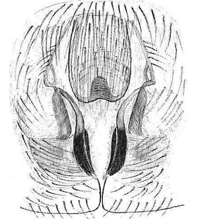 species