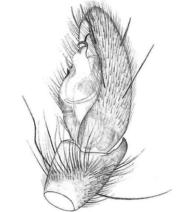 species