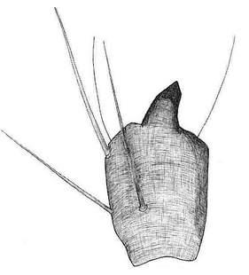 species