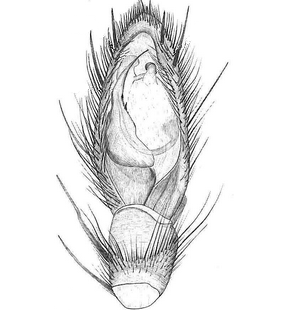 species