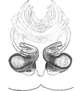 species