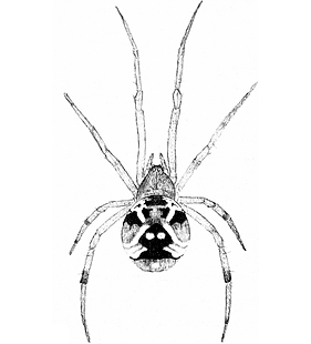 species