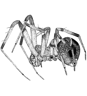 species