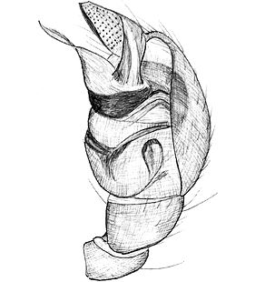 species