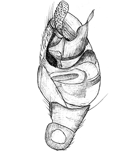 species