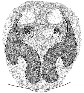 species