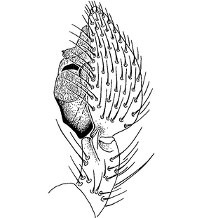 species