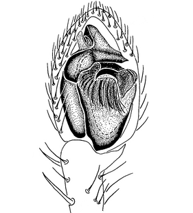 species