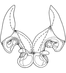 species