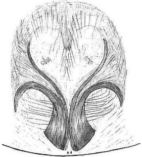 species