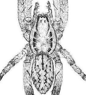 species