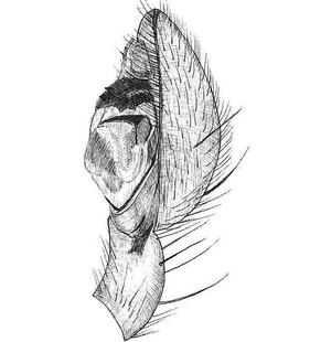 species