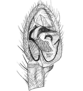 species