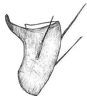 species