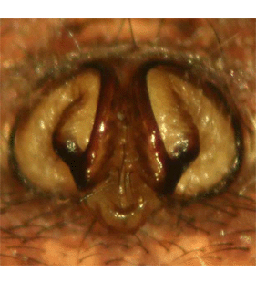 species