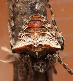 species