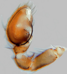 species