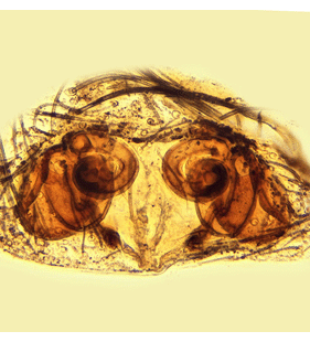 species