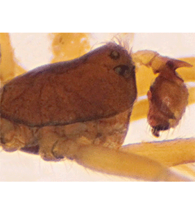 species