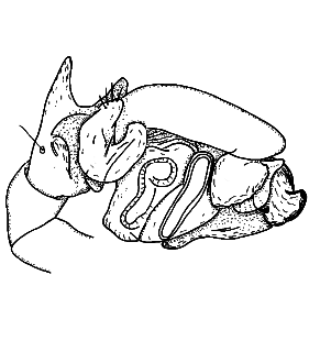 species