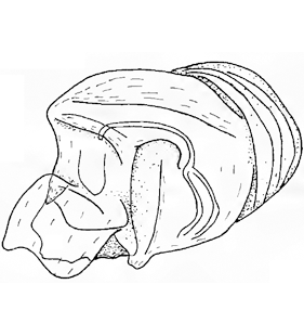 species