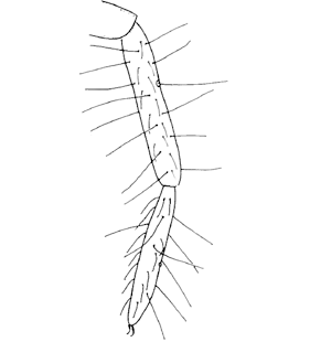 species