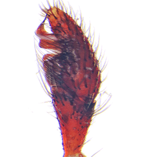 species