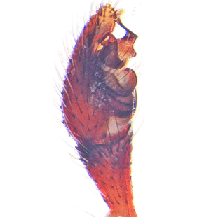 species