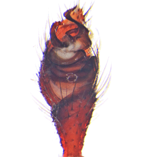 species