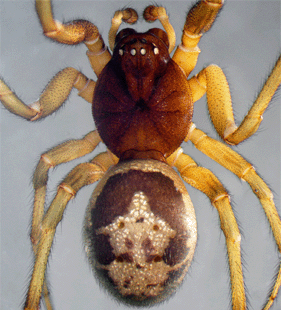 species
