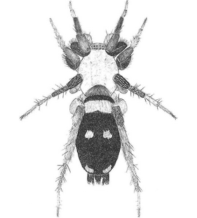 species