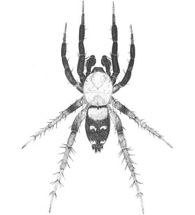 species