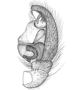 species