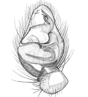 species