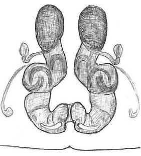 species