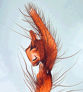 species
