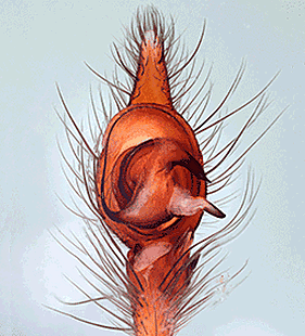 species