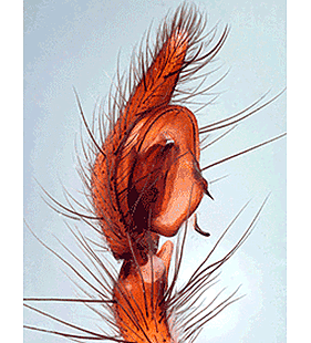 species