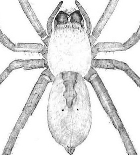 species