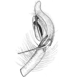 species