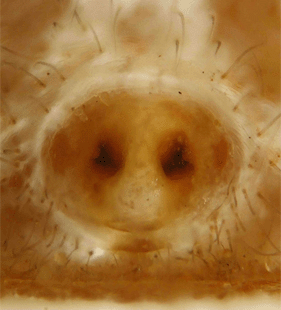 species