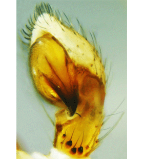 species